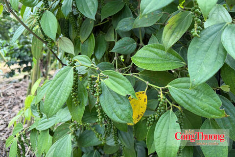 Giá tiêu hôm nay 30/10/2026: Giảm mạnh 1.000 - 1.500 đồng/kg