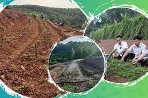 Tân Yên trồng mới 31 ha sâm Nam