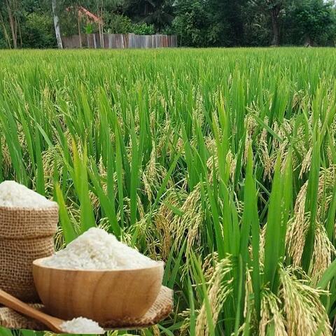 Giá lúa gạo hôm nay ngày 10/6: Gạo nguyên liệu giảm