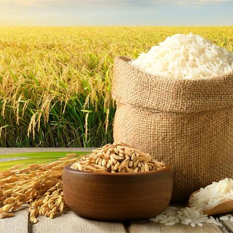 Giá lúa gạo hôm nay ngày 30/6: Gạo bình ổn, lúa tương chững giá