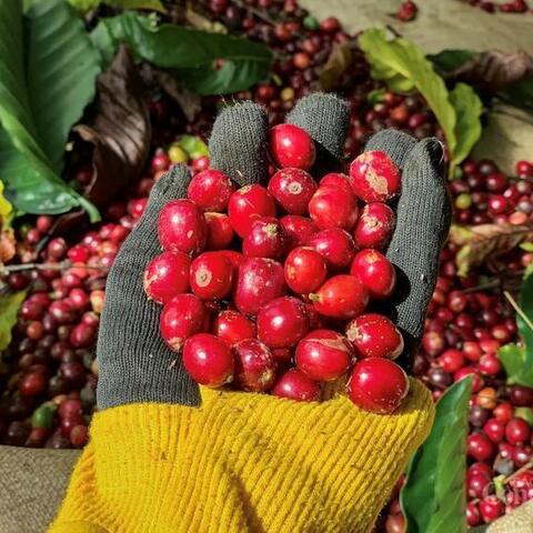 Hạt cà phê Việt và giấc mơ chinh phục thị trường Mỹ