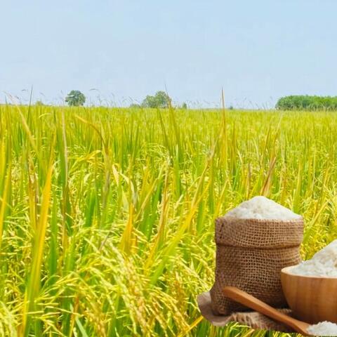 Giá lúa gạo hôm nay ngày 21/11: Gạo xuất khẩu biến động mạnh