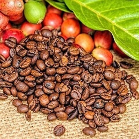 Giá cà phê thế giới bứt phá giữa áp lực thiếu hụt nguồn cung toàn cầu