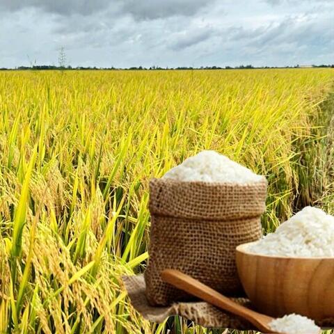 Giá lúa gạo hôm nay ngày 12/12: Gạo thơm neo giá cao, lúa giữ giá