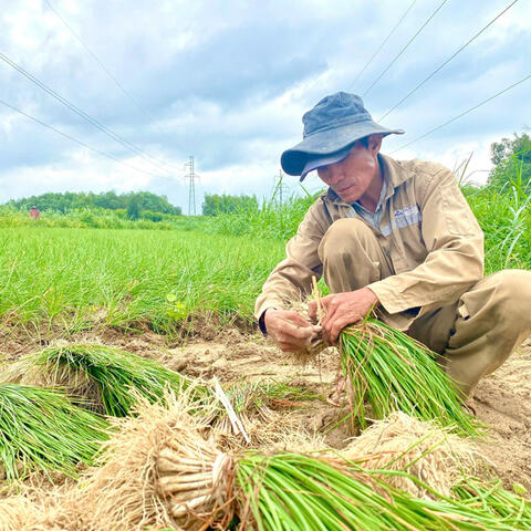 Quảng Ngãi: Thủ phủ kiệu Long Yên thắng lớn vụ Tết