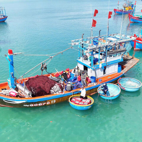 Quảng Ngãi: Những chuyến đi biển đầu năm đầy ắp cá, ngư dân phấn khởi