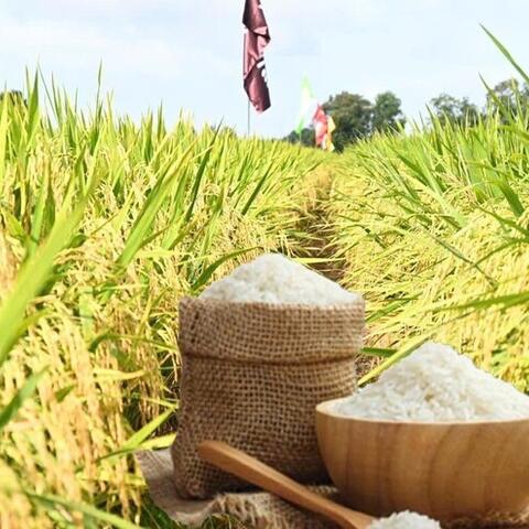 Giá lúa gạo hôm nay ngày 5/3/2026: Lúa tươi đồng loạt giảm