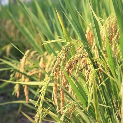 Gạo thơm Việt Nam tiếp tục mở rộng hiện diện tại thị trường EU