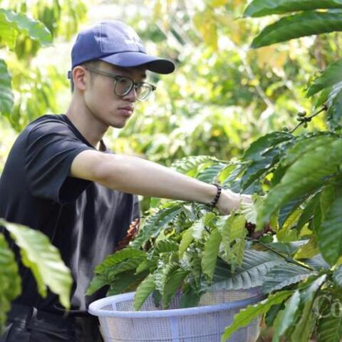 Giá cà phê hôm nay 18/3/2026: Tăng nhẹ 200 đồng/kg