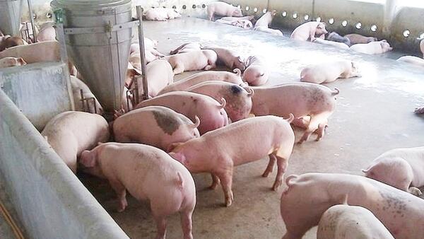 Giá heo hơi hôm nay 26/3: Đi ngang, cao nhất đạt 69.000 đồng/kg