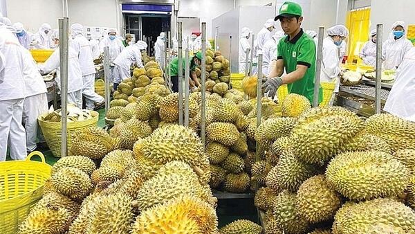 Truy xuất nguồn gốc: ‘Tấm vé’ giữ thị trường tỷ USD cho sầu riêng Việt