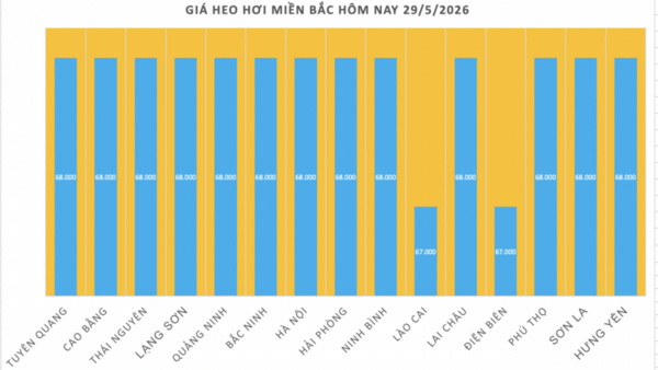 Giá heo hơi hôm nay 29/5/2026: Giảm nhẹ tại miền Bắc