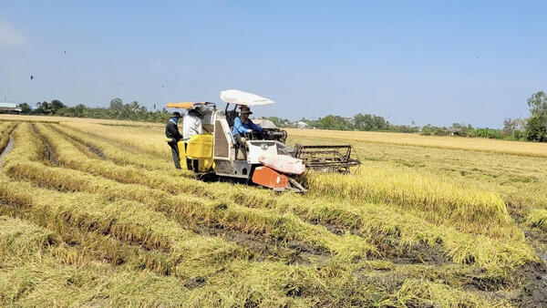 Đồng Tháp cảnh báo hạn, xâm nhập mặn nghiêm trọng, có thể tương đương mùa khô 2019-2020