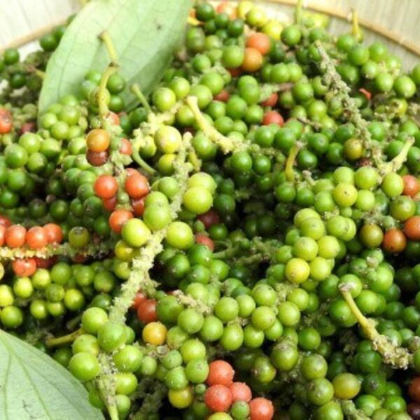 Giá tiêu hôm nay 19/3/2026: Lao dốc, rớt giá đến 5.000 đồng/kg