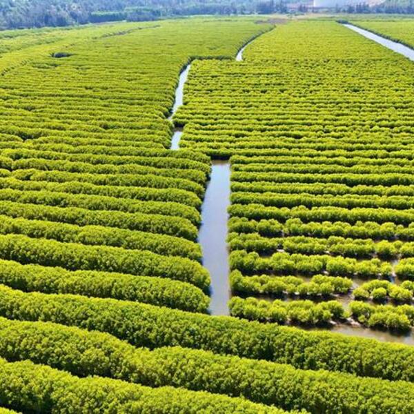 Quảng Ngãi: Đánh thức tiềm năng du lịch sinh thái Bàu Cá Cái