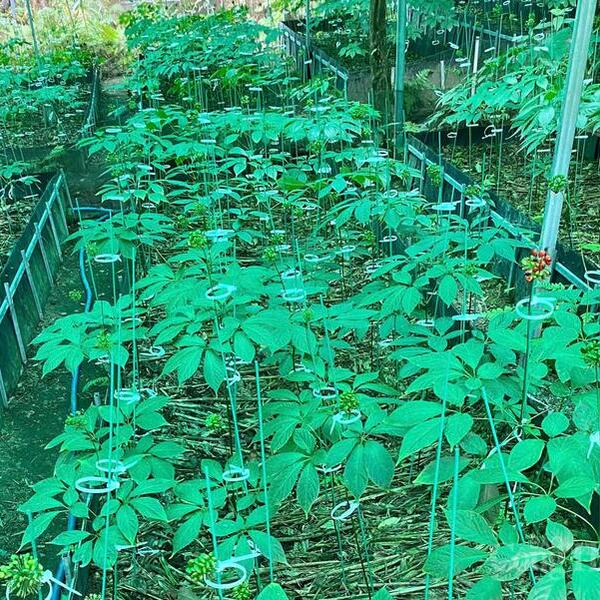 Hành trình nâng tầm 'quốc bảo sâm Việt' sắp khởi động tại Gia Lai