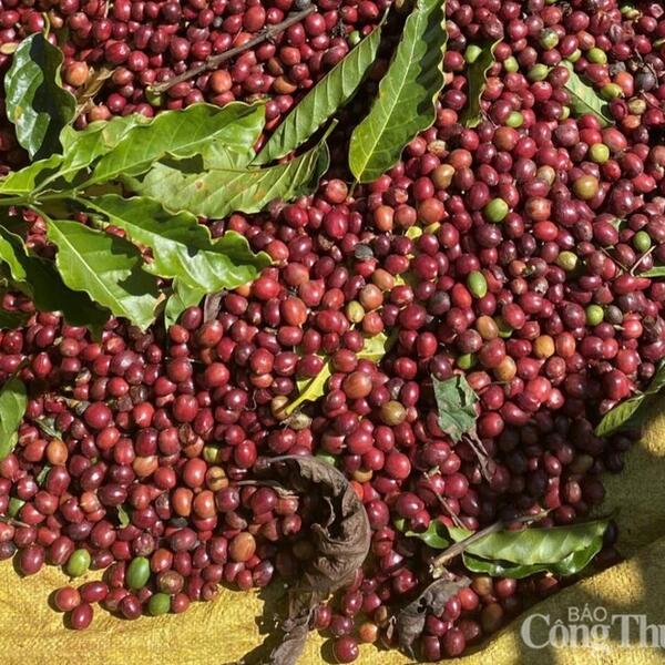 Giá cà phê thế giới giảm mạnh liên tiếp
