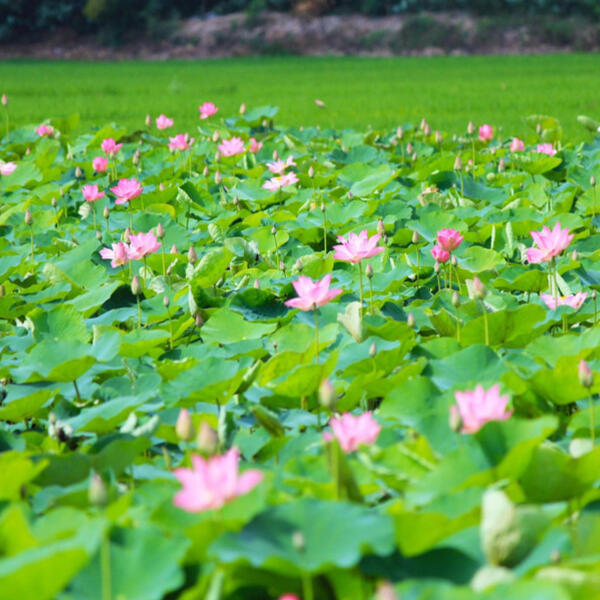 Đồng Tháp đặt mục tiêu đón 8 triệu lượt khách năm 2026