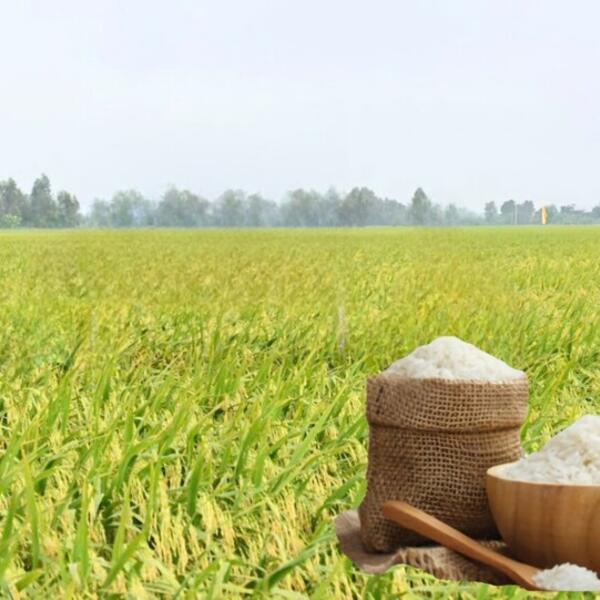 Giá lúa gạo hôm nay ngày 15/4: Thị trường ít biến động