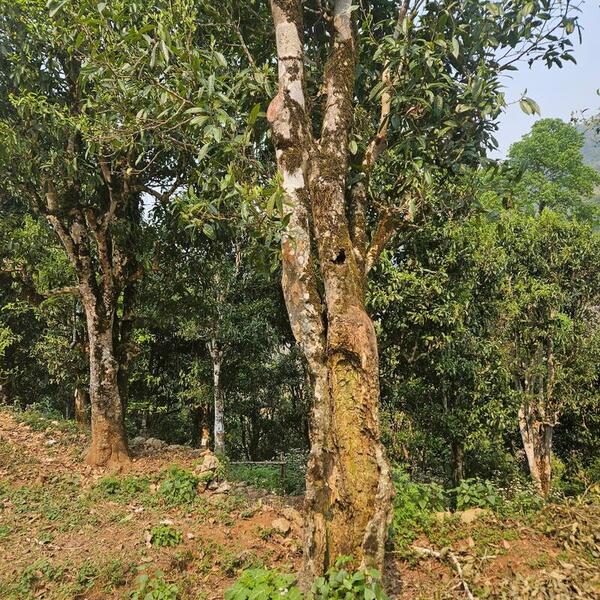 Dưới gốc chè 300 năm tuổi, nghe kể chuyện làm thương hiệu