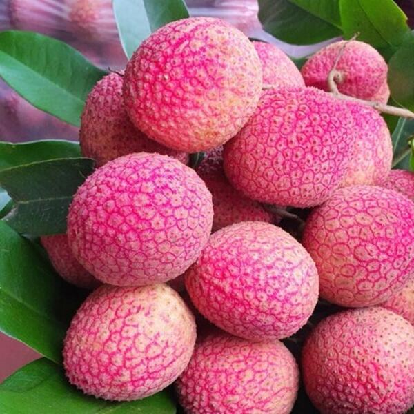 Giá nông sản hôm nay, ngày 1/6: Giá vải u trứng tăng mạnh