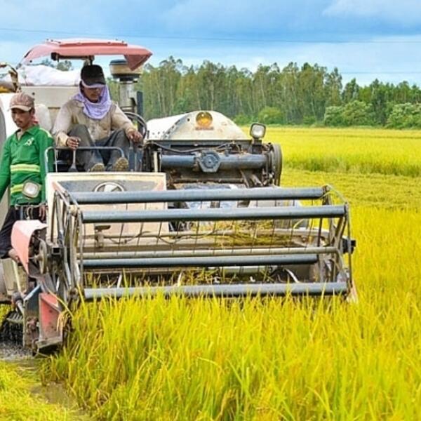 Sản xuất nông nghiệp phục hồi, nuôi trồng thủy sản tiếp tục khởi sắc