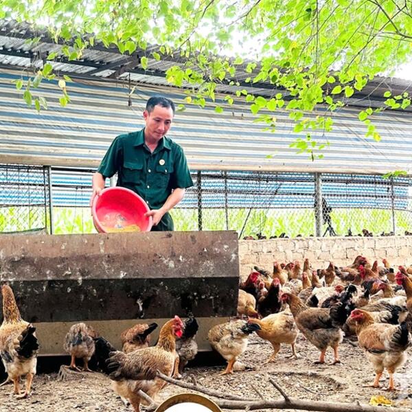 Cựu chiến binh làm giàu từ chăn nuôi