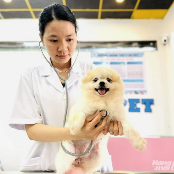 Ngành thú cưng tìm dư địa tăng trưởng từ hệ sinh thái dịch vụ