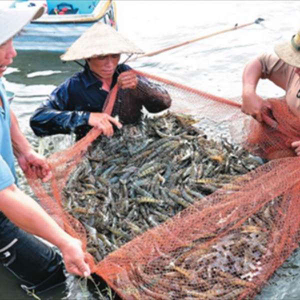 Sản lượng thủy sản 8 tháng tăng 3,8% so với cùng kỳ năm trước