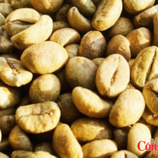 Nguồn cung cải thiện, giá cà phê thế giới giảm phiên thứ ba liên tiếp
