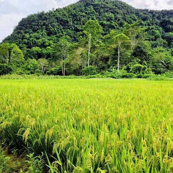 Từ nghị quyết đến mùa vàng trên bản Đoòng
