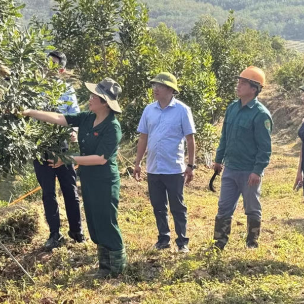 Tạo động lực bứt phá từ phát triển nông nghiệp hàng hóa của xã Chiềng Sinh