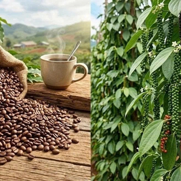 Bản tin nông sản hôm nay (23-9): Giá cà phê giảm, hồ tiêu ổn định