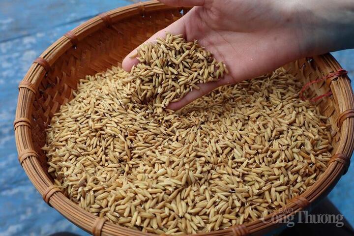 Đồng bằng sông Hồng chuyển mình với mô hình lúa phát thải thấp