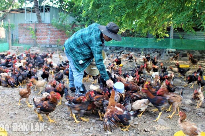 Toàn tỉnh có 66 dự án chăn nuôi với tổng vốn đầu tư hơn 10.121 tỷ đồng