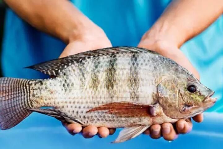 Cá rô phi Việt Nam tăng mạnh xuất khẩu, bứt tốc tại thị trường Brazil và Mỹ