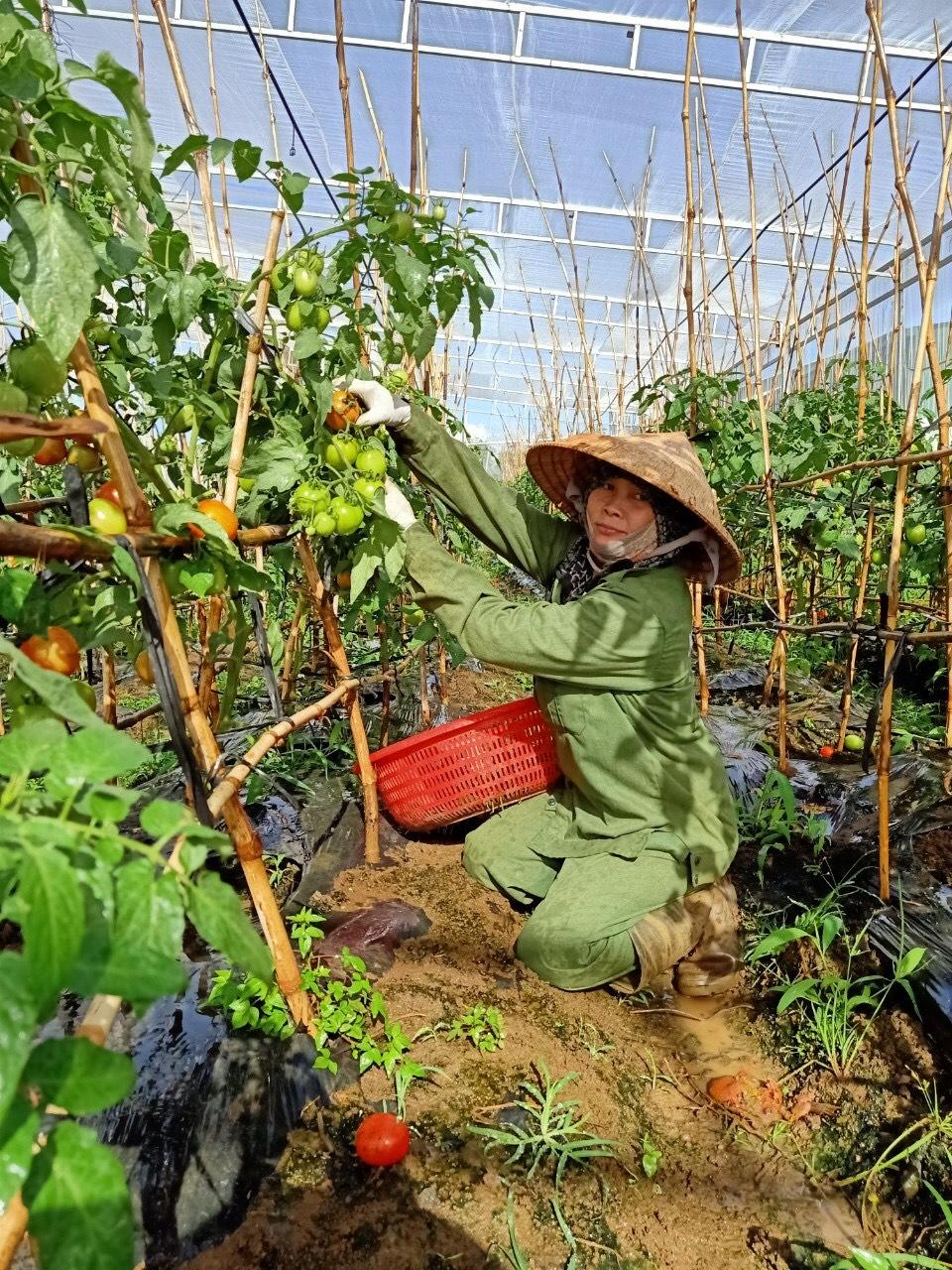 Thu hoạch sản phẩm tại Công ty Cổ phần Thực phẩm sạch Núi Xanh.
