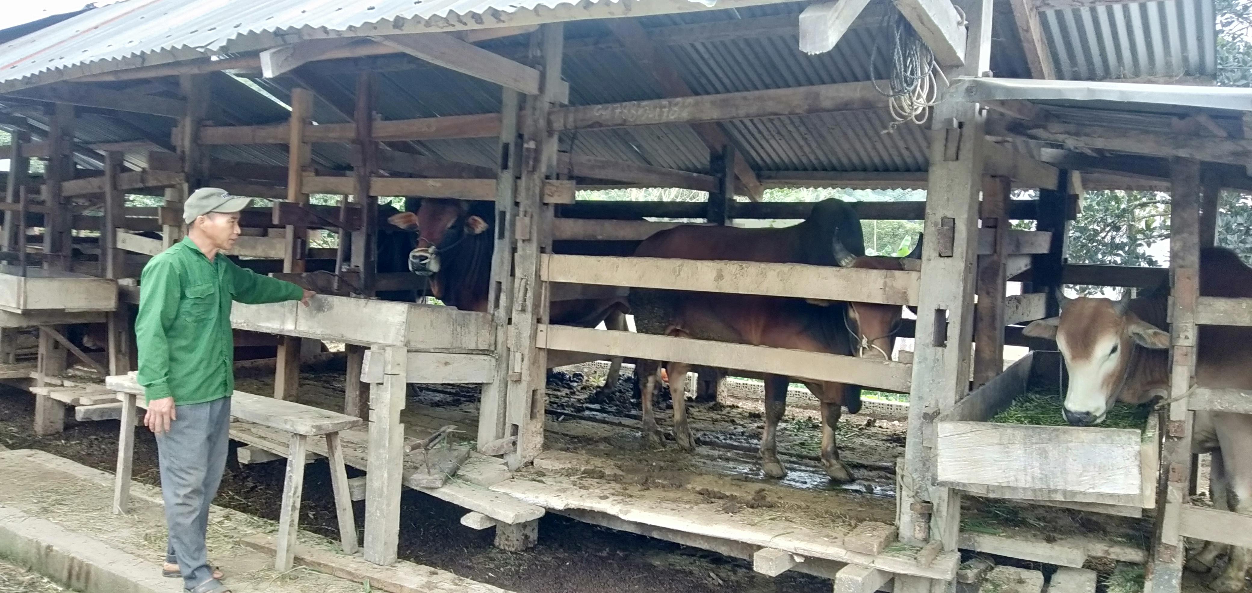 Chuồng trại nuôi bò của gia đình ông Lê Văn Sình.