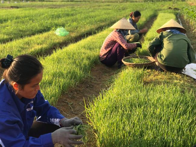 Nghệ An:  Từ &quot;hai bàn tay trắng&quot;, bà chủ 8X đưa sản phẩm nông nghiệp hữu cơ ra thị trường thế giới - Ảnh 1.