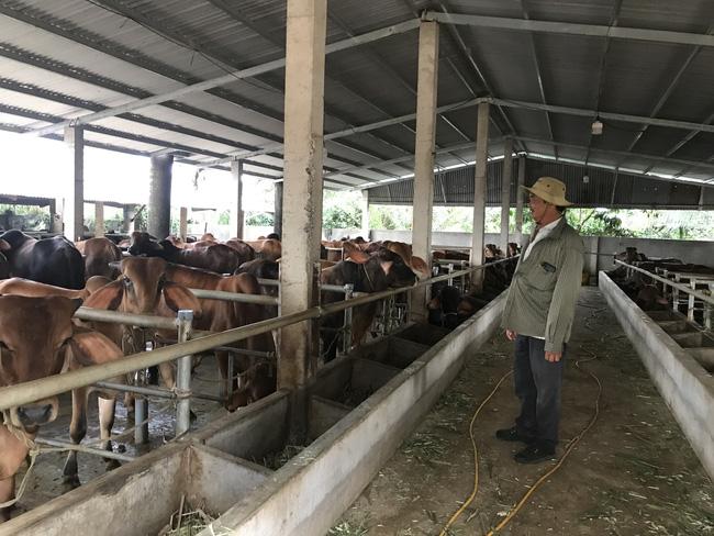 Cận cảnh trang trại nuôi bò &quot;khủng&quot; lấy phân giúp nông dân Đồng Nai lời 1 tỷ mỗi năm - Ảnh 1.