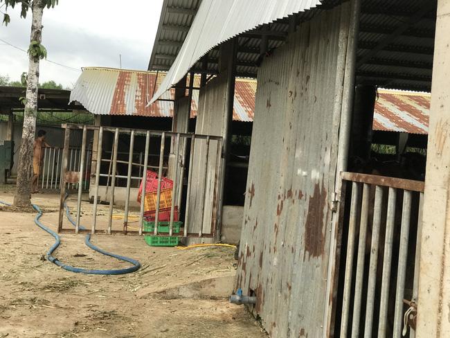 Cận cảnh trang trại nuôi bò &quot;khủng&quot; lấy phân giúp nông dân Đồng Nai lời 1 tỷ mỗi năm - Ảnh 10.