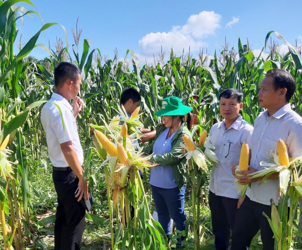 Mô hình trồng thâm canh bắp lai CP511 bước đầu đem lại hiệu quả kinh tế cao