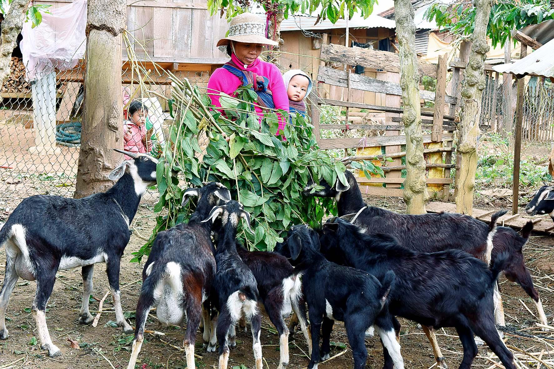 9. Từ Chương trình xây dựng nông thôn mới, nhiều dự án đã được triển khai, tạo việc làm, thu nhập cho người lao động. Bà Đinh Thị Biên (làng Buôn Lưới) cho biết: năm 2017, tôi được xã cấp cho 3 con dê. Sau 2 năm chăn nuôi dê, đàn dê giờ đã có 24 con, tôi vừa bán bớt 10 con trị giá  hơn 10 triệu đồng.