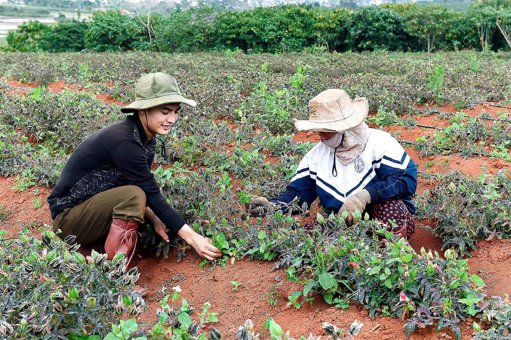 10.Gia đình anh Trần Văn Thanh (thôn 3) chuyển đổi 1,3ha đất sang trồng cây dược liệu. Ngoài ra, anh Thanh có 2ha cà phê kinh doanh, 5 sào lúa… mỗi năm trừ hết chí phí đầu tư vẫn còn trên 100 triệu đồng.