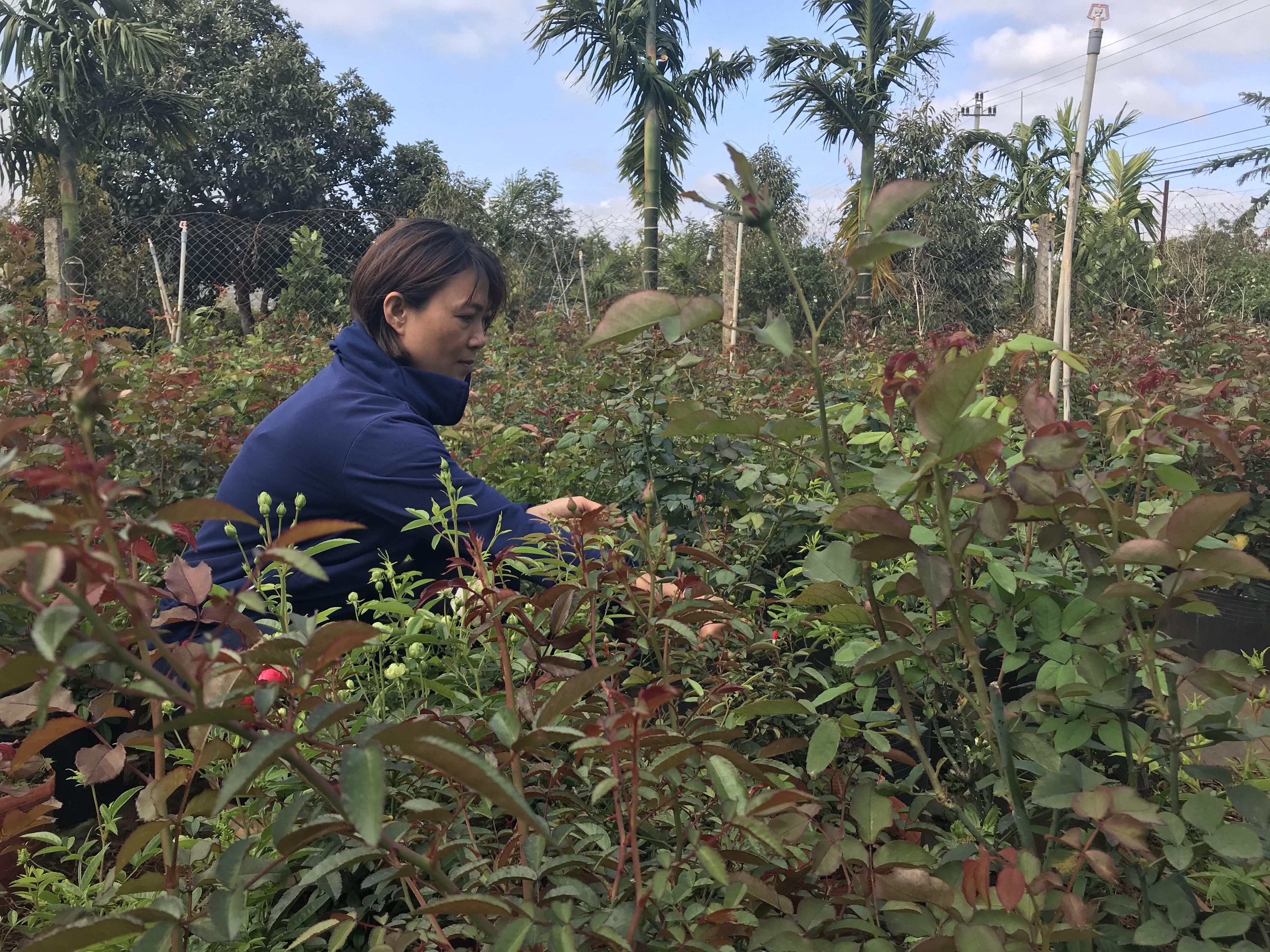 Chị Nguyễn Thị Việt Hà, chủ vựa hoa, cây cảnh Tuấn Hà kiểm tra cây hoa trước khi xuất bán.