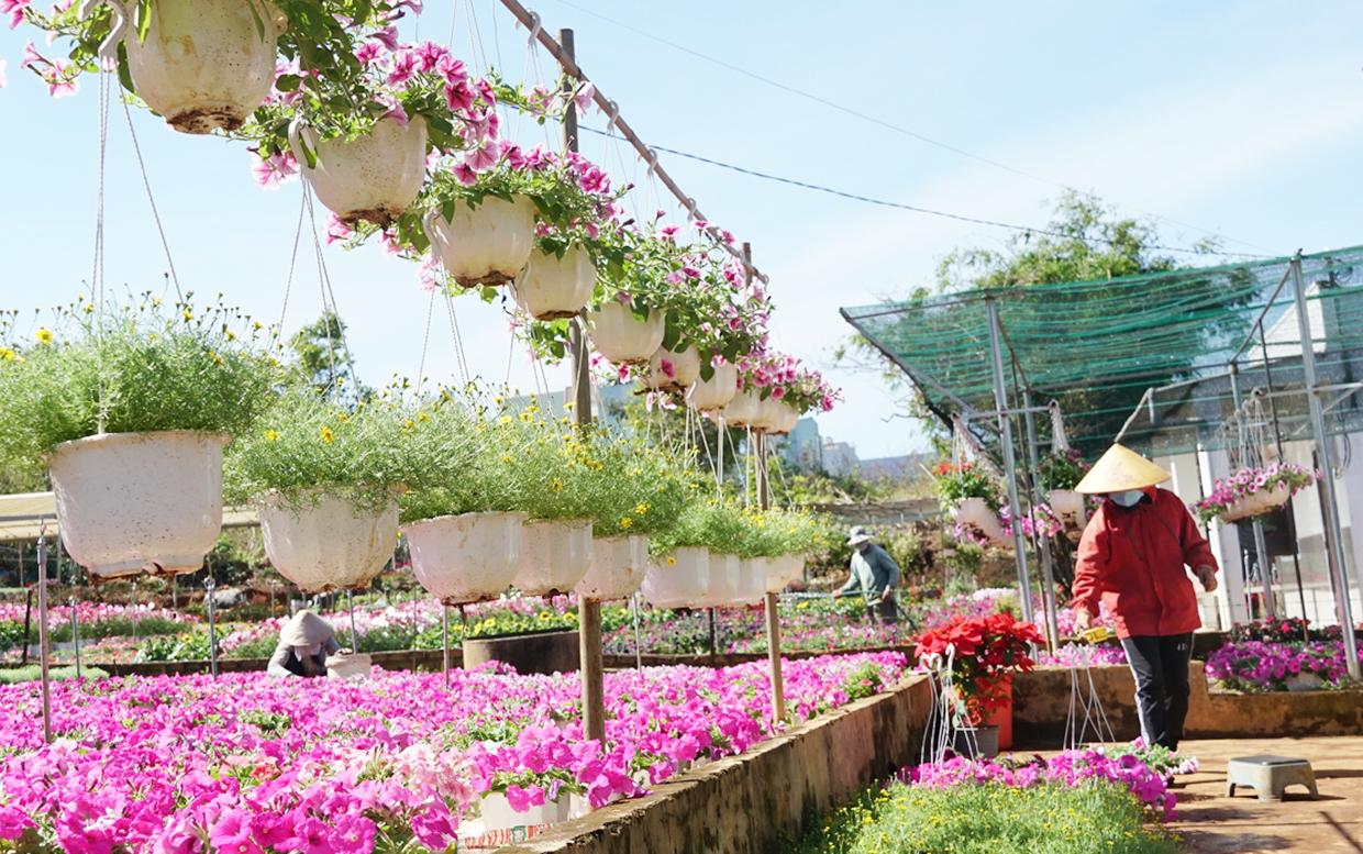 Hàng ngàn chậu hoa tiểu cảnh của gia đình bà Đinh Thị Ánh Tuyết (đường Tôn Thất Tùng, TP. Pleiku) rơi vào cảnh ế ẩm. Ảnh: Lam Nguyên