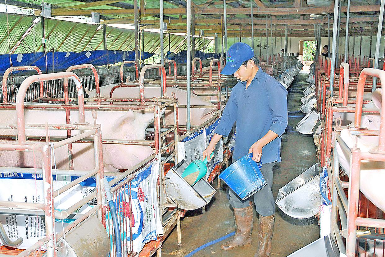 Hiện nay, trên địa bàn tỉnh đã hình thành một số trang trại chăn nuôi heo tập trung khép kín, ứng dụng công nghệ cao. Ảnh: Đức Thụy