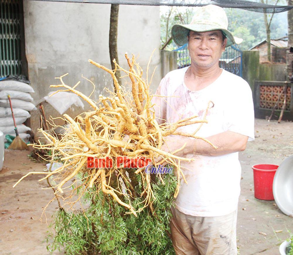 Ngoài rừng cây gỗ sưa đỏ giá trị cả trăm tỷ đồng, ông Vũ Văn Kiểm, xã Phước Sơn (huyện Bù Đăng, tỉnh Bình Phước) vui mừng với “chiến lợi phẩm” - củ đinh lăng trồng trong vườn.