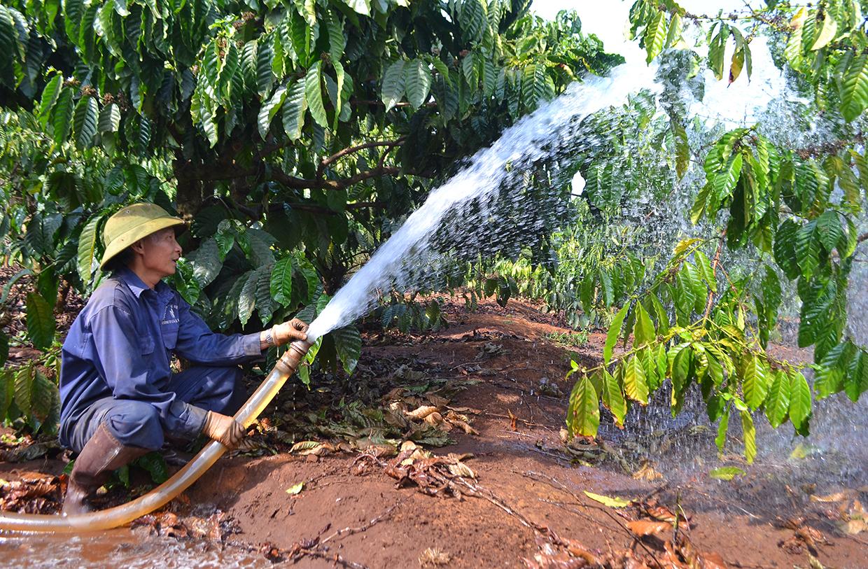 Người dân xã Ia Sao (huyện Ia Grai) tưới nước đợt 1 cho cây cà phê. Ảnh: Lê Nam
