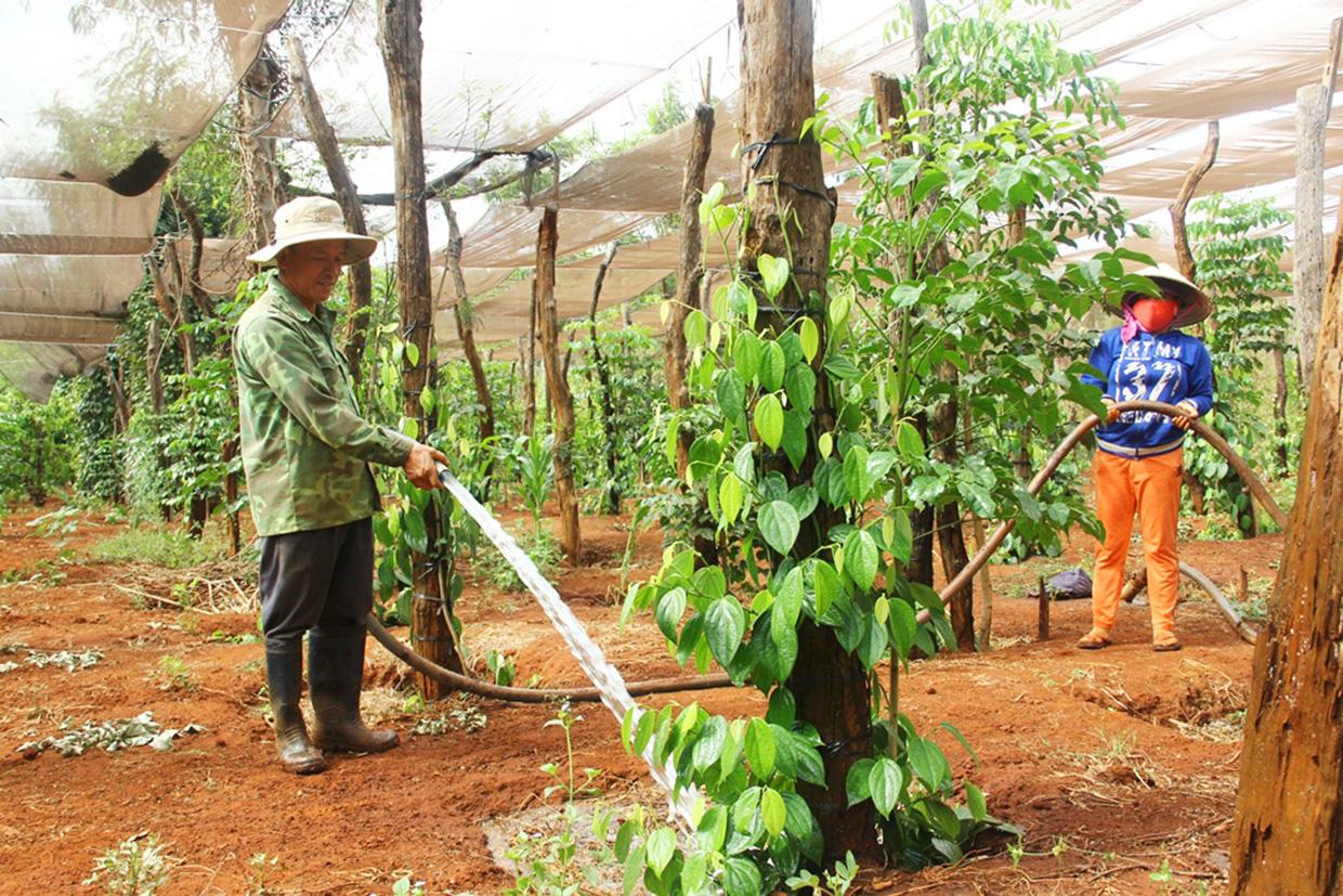 Một số địa phương trên địa bàn huyện đã xuất hiện tình trạng thiếu nước nước cho các loại cây công nghiệp dài ngày. Ảnh: